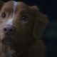 good boy_247a79 80x80